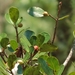 Ficus natalensis graniticola - Photo (c) i_c_riddell, algunos derechos reservados (CC BY), subido por i_c_riddell