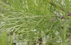 Notobubon tenuifolium