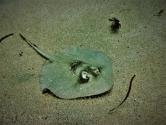 Trygonoptera personata