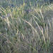 Blue Wheat Grass - Photo (c) Alice Shanks, some rights reserved (CC BY-NC), uploaded by Alice Shanks