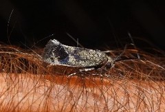 Pycnocera hypoxantha