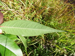 Salix lucida lucida