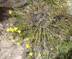 Osteospermum asperulum