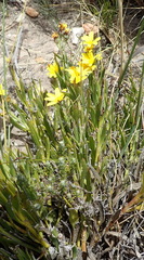 Osteospermum asperulum