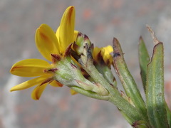 Osteospermum asperulum