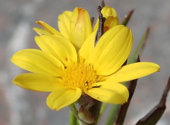 Osteospermum asperulum