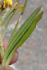 Osteospermum asperulum