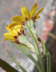 Osteospermum asperulum