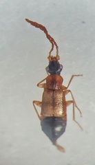 Anthophagus angusticollis
