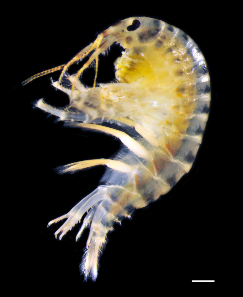 Bousfield amphipod