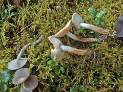 Tricholoma vaccinum image