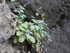 Petrocoptis grandiflora
