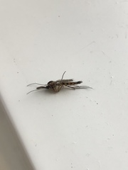 Keroplatus