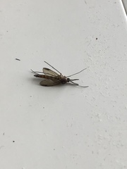 Keroplatus