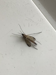 Keroplatus