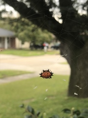 Gasteracantha cancriformis