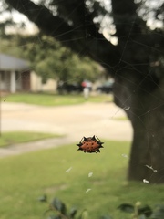Gasteracantha cancriformis