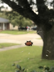 Gasteracantha cancriformis