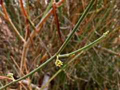 Leptadenia pyrotechnica