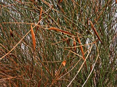 Leptadenia pyrotechnica