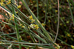 Leptadenia pyrotechnica