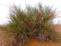 Leptadenia pyrotechnica