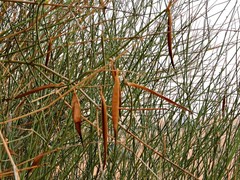 Leptadenia pyrotechnica