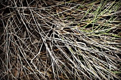 Leptadenia pyrotechnica
