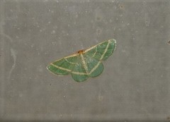 Mixocera latilineata