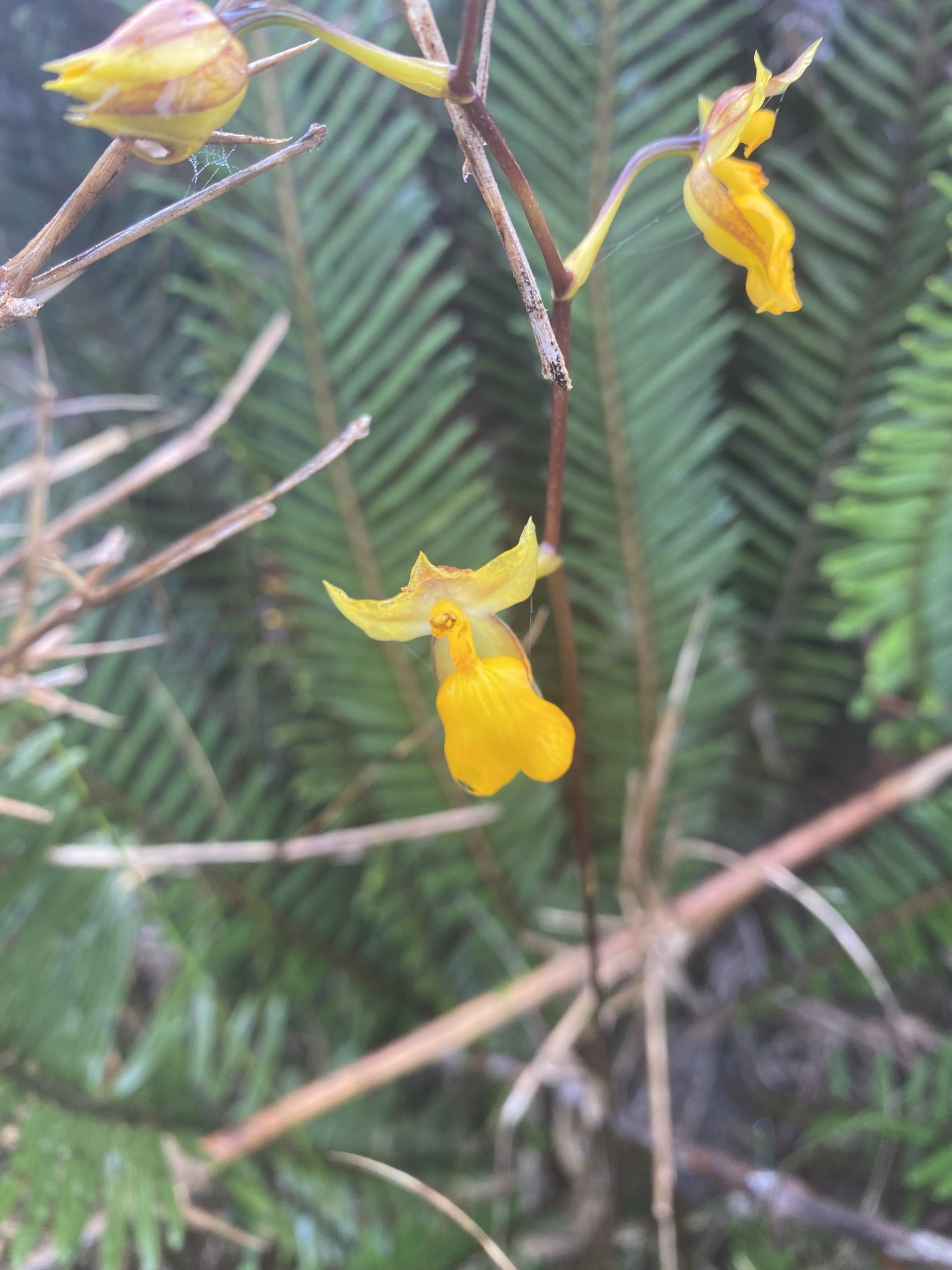 Cyrtochilum aureum image