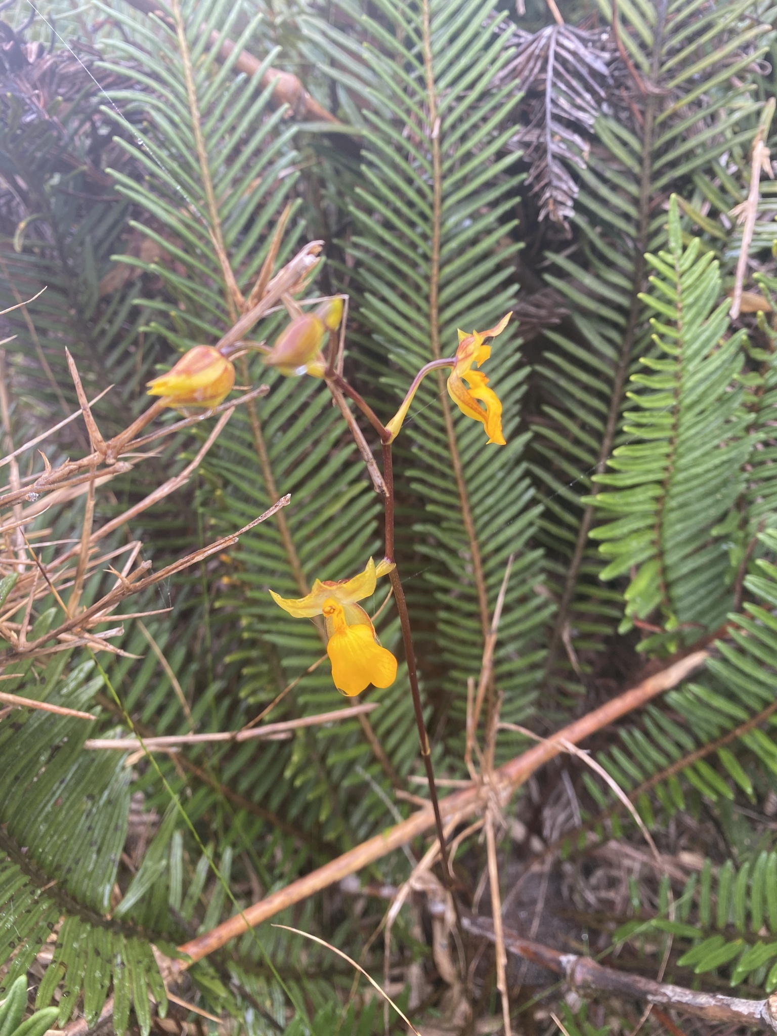Cyrtochilum aureum image
