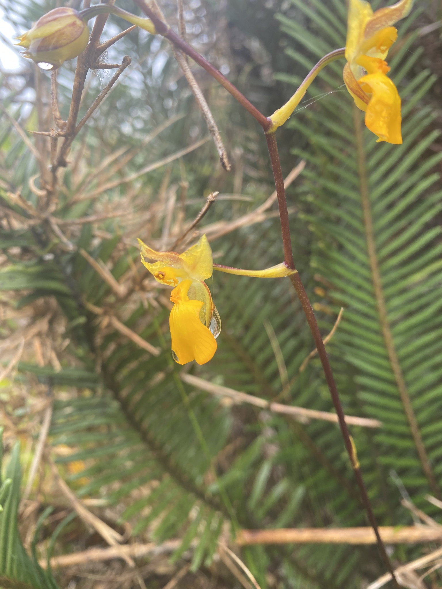 Cyrtochilum aureum image