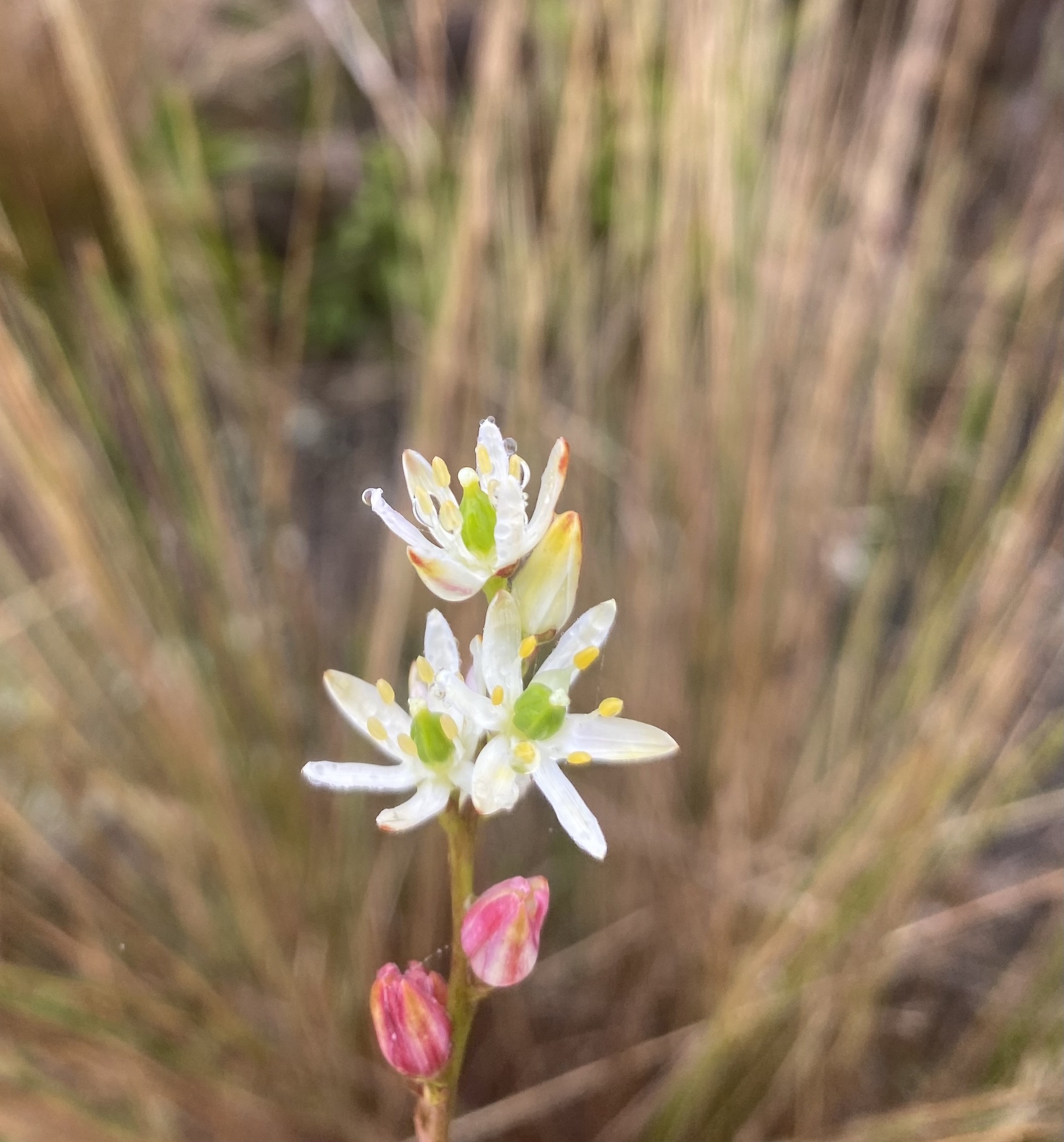 Harperocallis image