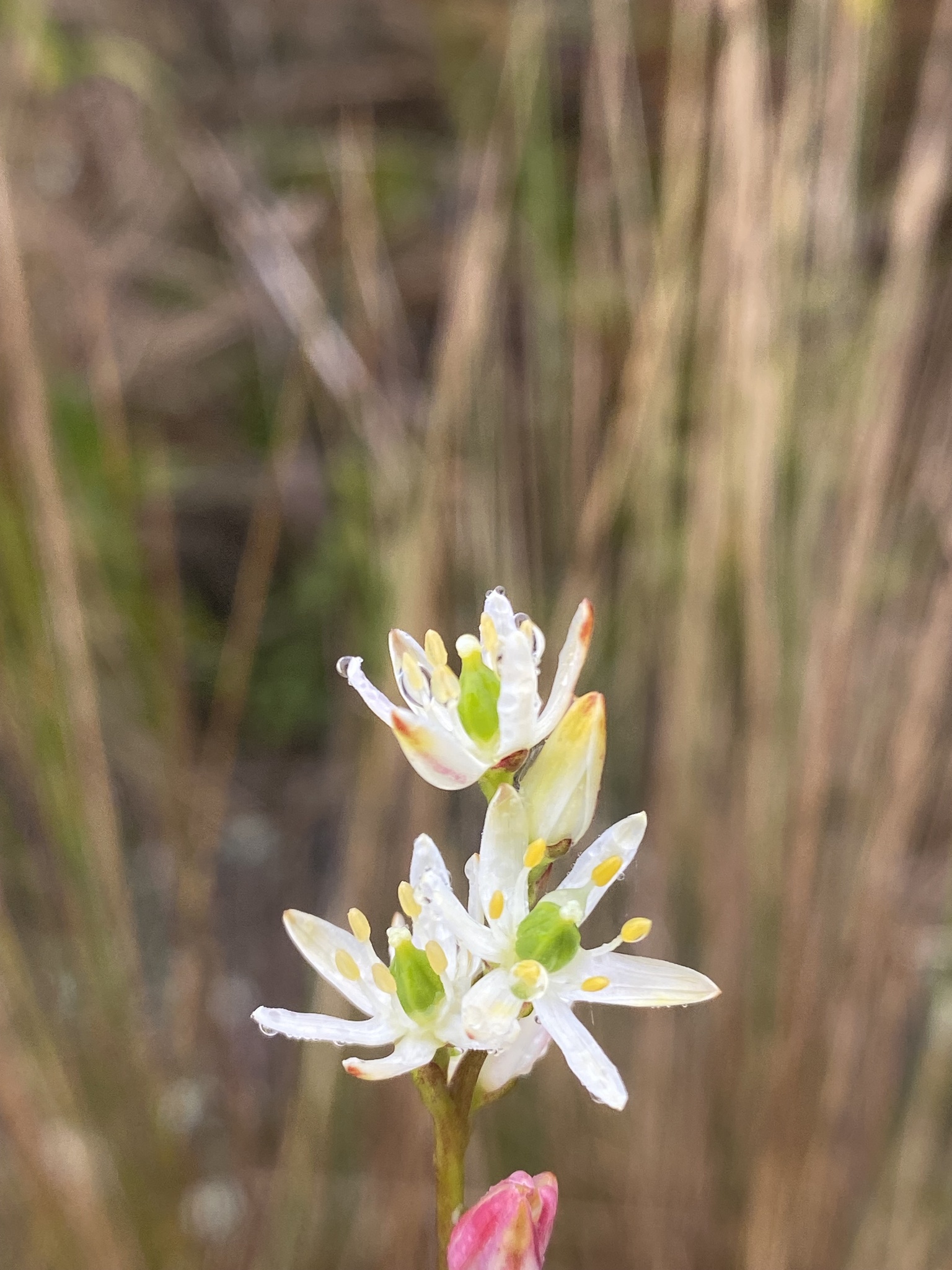 Tofieldiaceae image