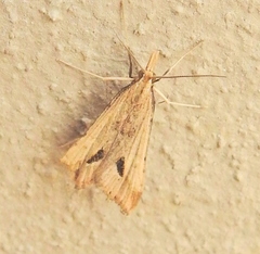 Diasemia monostigma