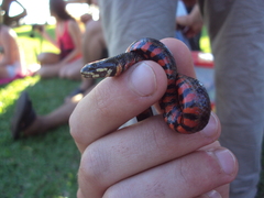 Helicops leopardinus