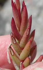 Crassula biplanata