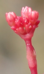 Crassula biplanata
