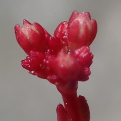 Crassula biplanata