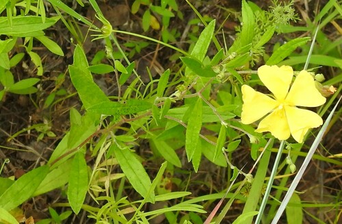 Image of Crocanthemum georgianum by (c) saltyhiker, some rights reserved (CC BY)