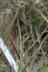 Bacillidae