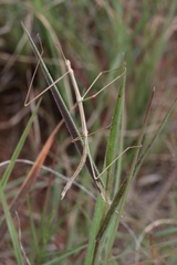 Bacillidae