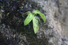 Pinguicula grandiflora