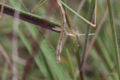 Bacillidae