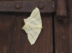 Ourapteryx sambucaria