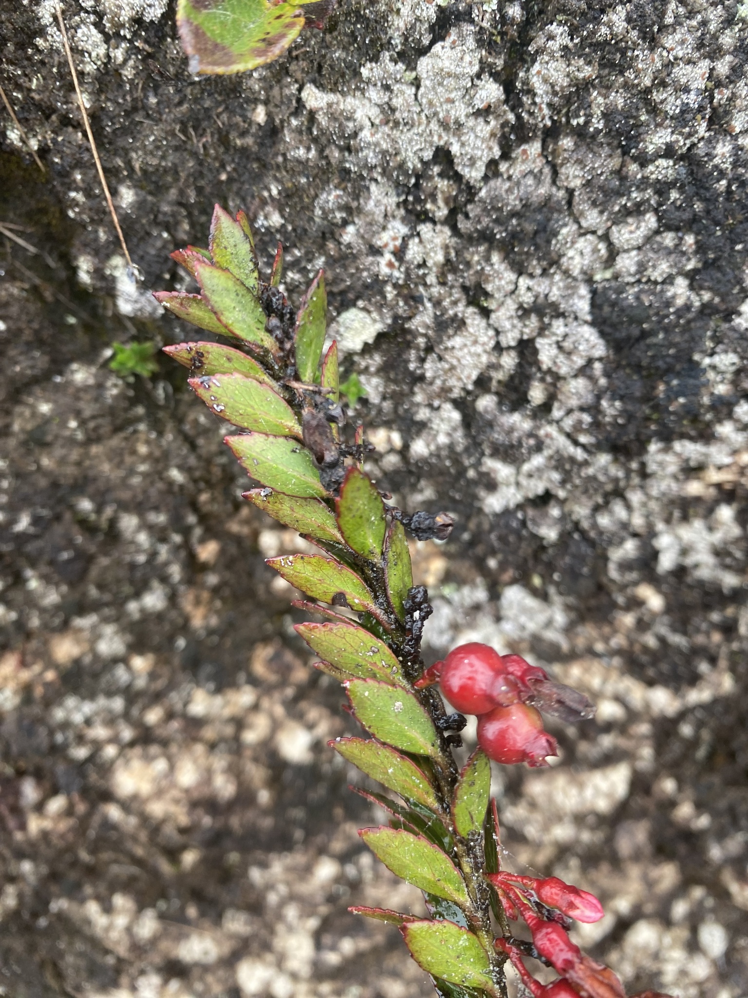 Vaccinium crenatum image