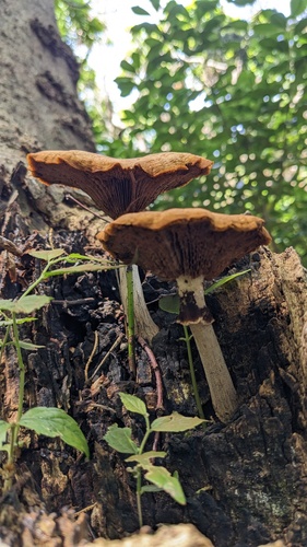 Cyclocybe cylindracea