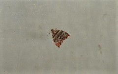 Choreutis periploca