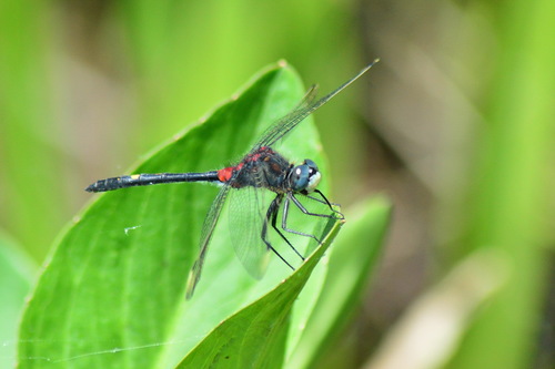 Leucorrhinia orientalis