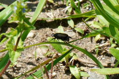 Phyllopertha diversa